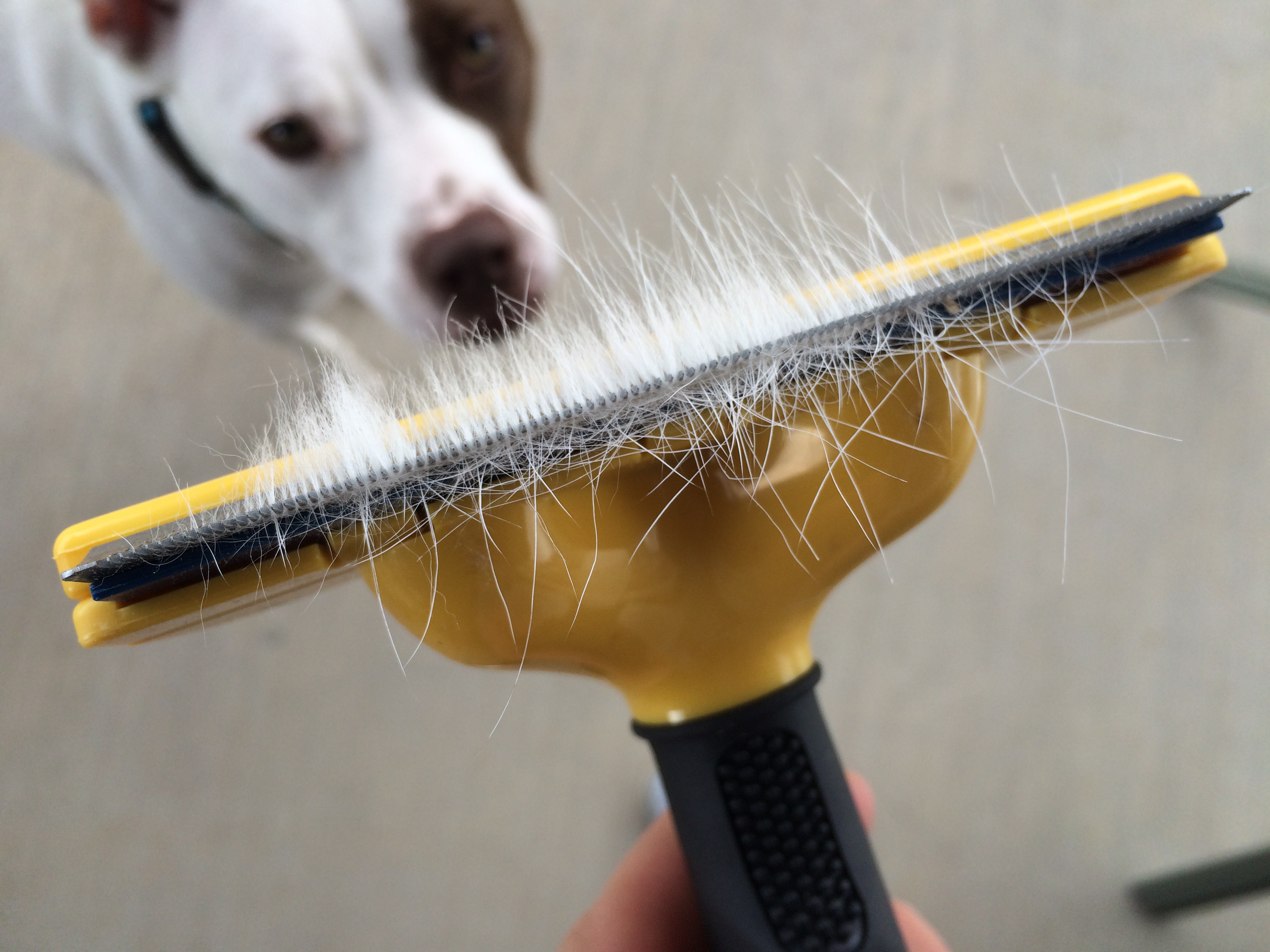 dog hair shedding brush